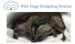Wild Hogs Hedgehog Rescue
